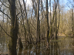 Flooding is important for intact riparian forests
