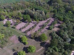 Sub-site 4 'FFH priority Goben' - Measure C.12: Reforestation with oak trees after clearing of heavily scrubbed areas