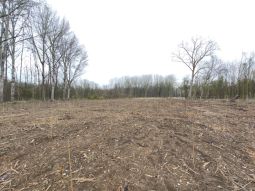 Sub-site 6 ´FFH priority Landau´ - Measure C.12: Area of mulched land after afforestation. Since the area was fenced, individual tree protection can be dispensed with here. The individual trees are marked with a Tonkin Cane. This facilitates the maintenance.