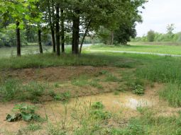Sub-site 1 FFH priority Loiching - Measures C.10: Creation of a temporary small water body as habitat for amphibians. .