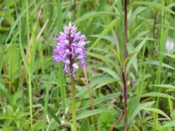 Sub-site 7 'FFH priority Ettling' - Measure C.16: Occurrence of military orchid (Orchis militaris) on the sowing area