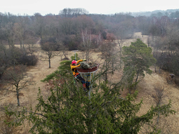 Spezialist Dr. Daniel Schmidt-Rothmund bringt die Großvogel-Nisthilfe an der Spitze des Horstbaumes an; Teilgebiet 4 FFH-Schwerpunkt Goben