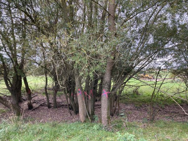 Markierung von zu fällenden Gehölzen