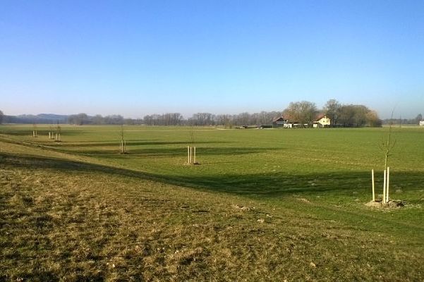 Neupflanzungen der Solitärbäume Neupflanzungen der Solitärbäume