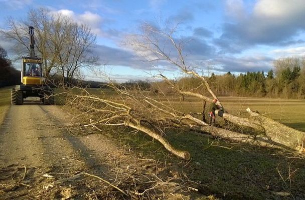 Baumfällungen im Bereich Wasserschutzgebiet Siebensee Baumfällungen im Bereich Wasserschutzgebiet Siebensee