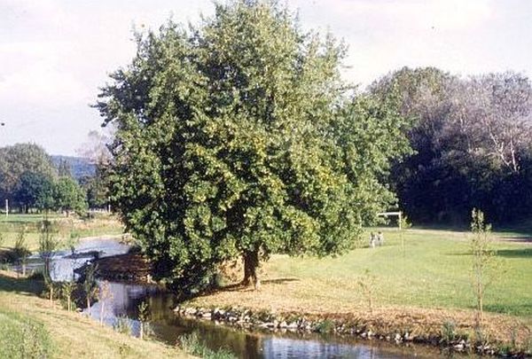 nach der Renaturierung unterhalb der Harlander Brücke nach der Renaturierung unterhalb der Harlander Brücke
