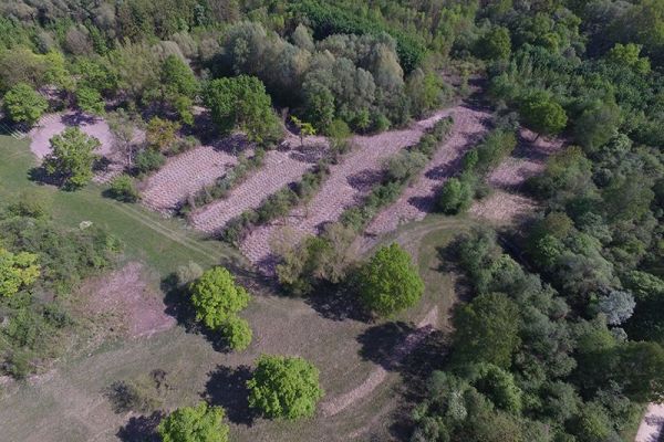 Großflächiger Umbau degenerierter und verbuschter Wälder durch Teilrodungen und Pflanzung standortheimischer Baumarten, Teilgebiet 4 FFH-Schwerpunkt Goben Großflächiger Umbau degenerierter und verbuschter Wälder durch Teilrodungen und Pflanzung standortheimischer Baumarten, Teilgebiet 4 FFH-Schwerpunkt Goben